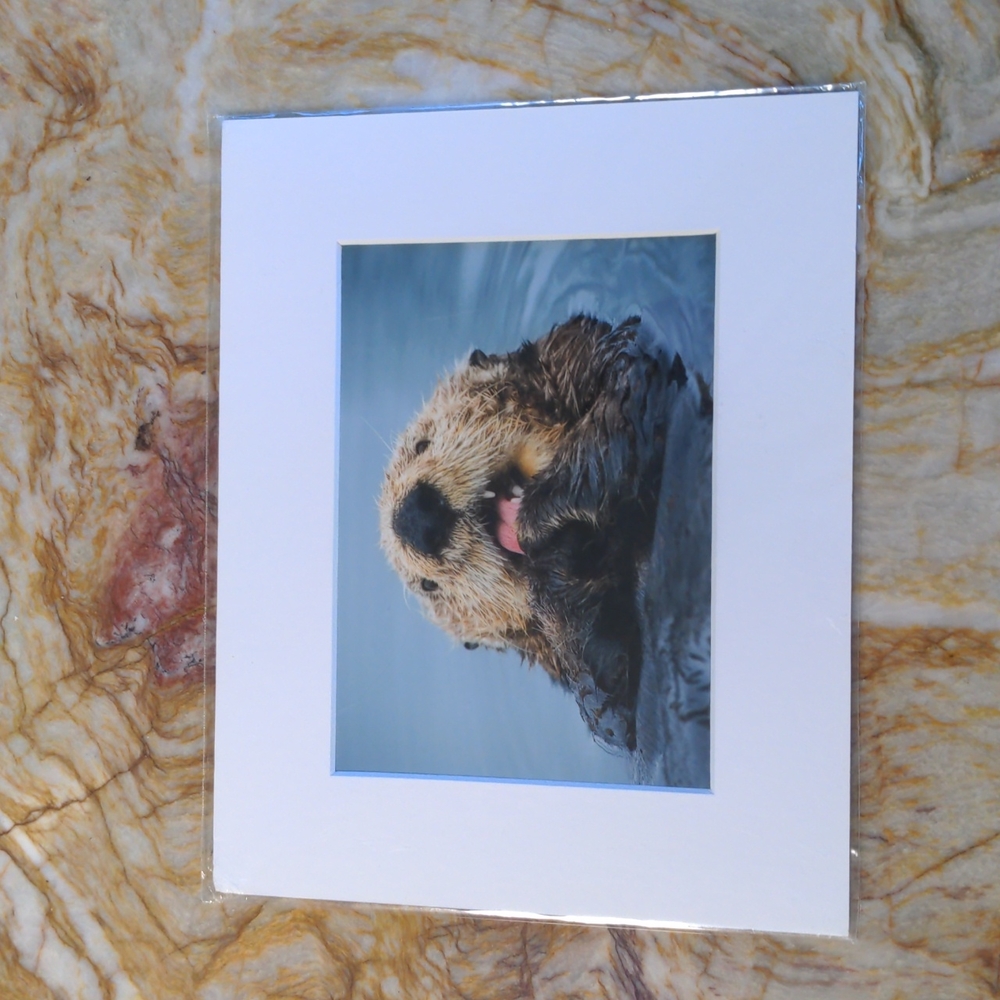 Southern Sea Otter Lickin pic